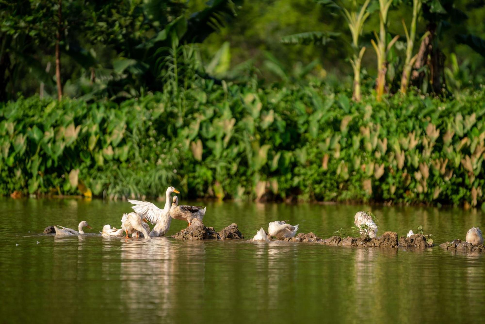 Tan Dinh Farmstay Ninh Binh Eksteriør bilde